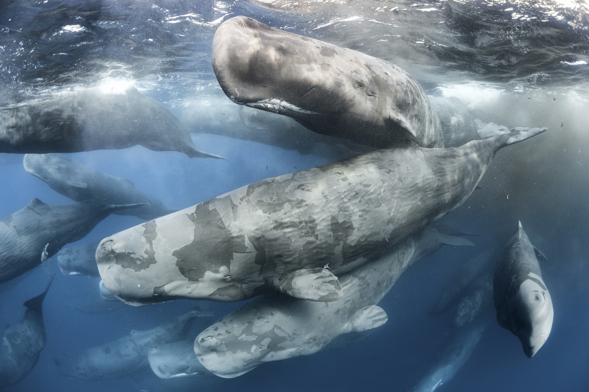 sperm-whales